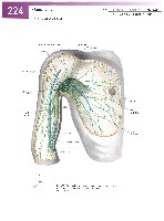 Sobotta Atlas of Human Anatomy  Head,Neck,Upper Limb Volume1 2006, page 231